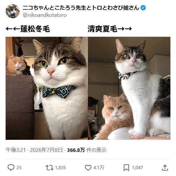 双倍可爱meme