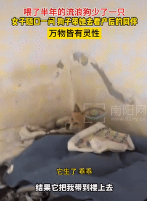 万物皆有灵！”7月1日，四川成都，一女子发现喂了半年的流浪狗少了一只，就随口问了