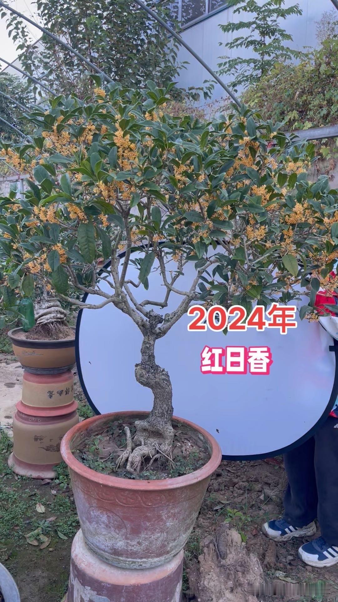 最具观赏性的花草有哪些桂花属于中国十大香花之一，备受大家喜爱，它可以作为盆景观赏