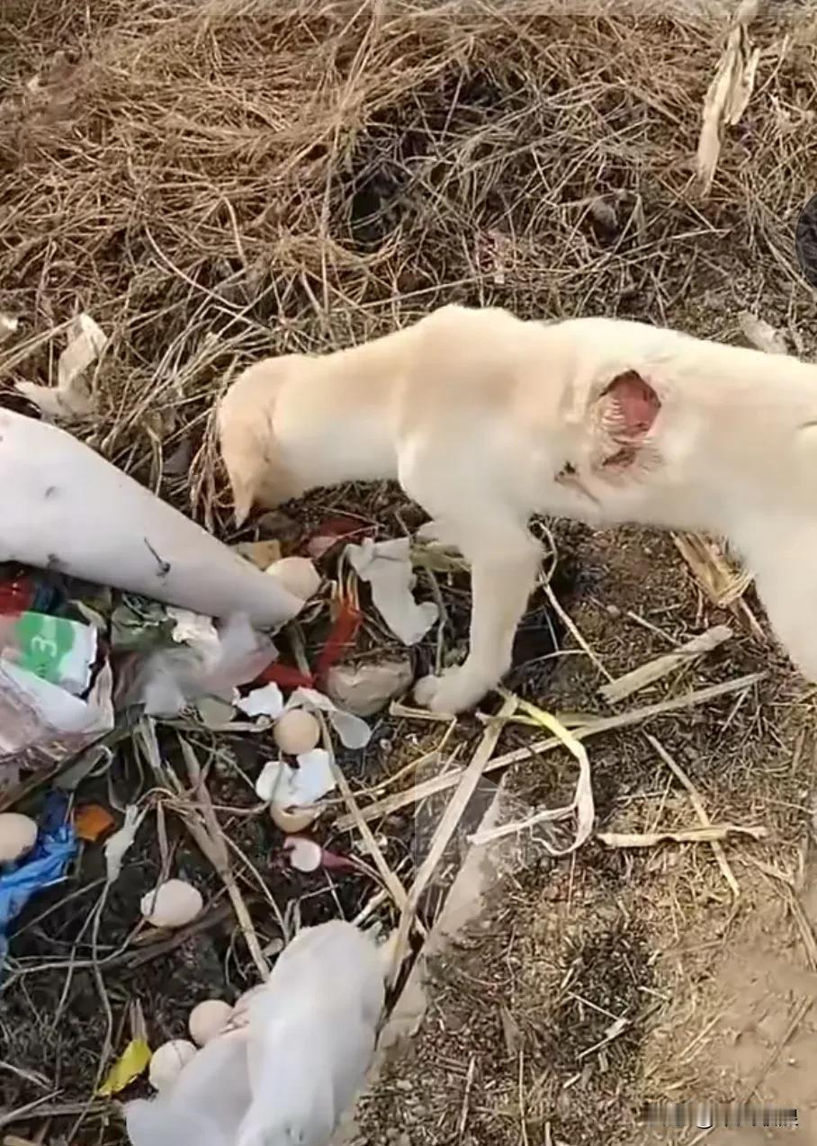 一只被主人丢弃而沦为流浪狗的小狗，在路边为了生存不停地翻找食物，不知遭受了多少苦