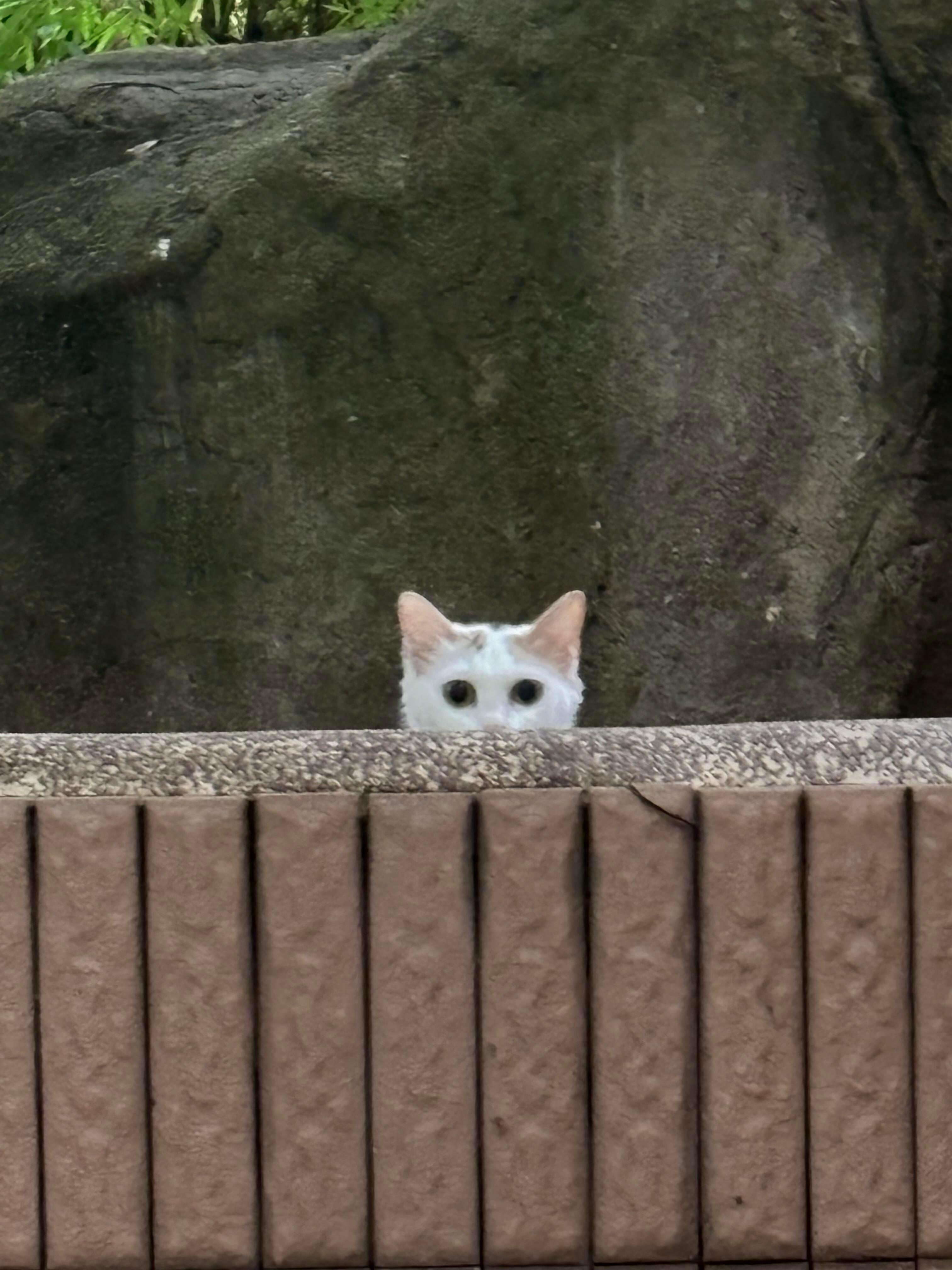 人！咪会一直看着你​​​