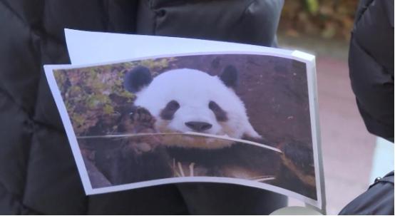 1月29日，大熊猫才离开两天，日本媒体就开始“发牢骚”了，读卖新闻甚至直接发文：