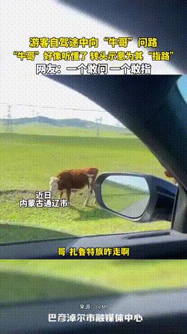 “都快成精了！”内蒙古，一男子自驾游时走错方向，无奈之下，他竟停车向路边的牛询问