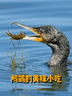 鸬鹚的美味小吃👍