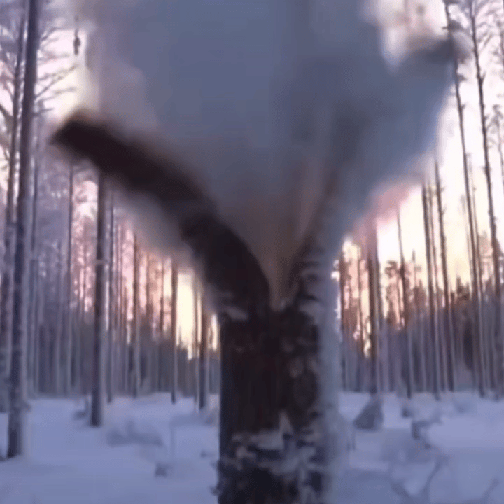 听说过树木在冬天把自己“冻炸了”吗？这不是故事，是零下四十摄氏度时真实发生的自然