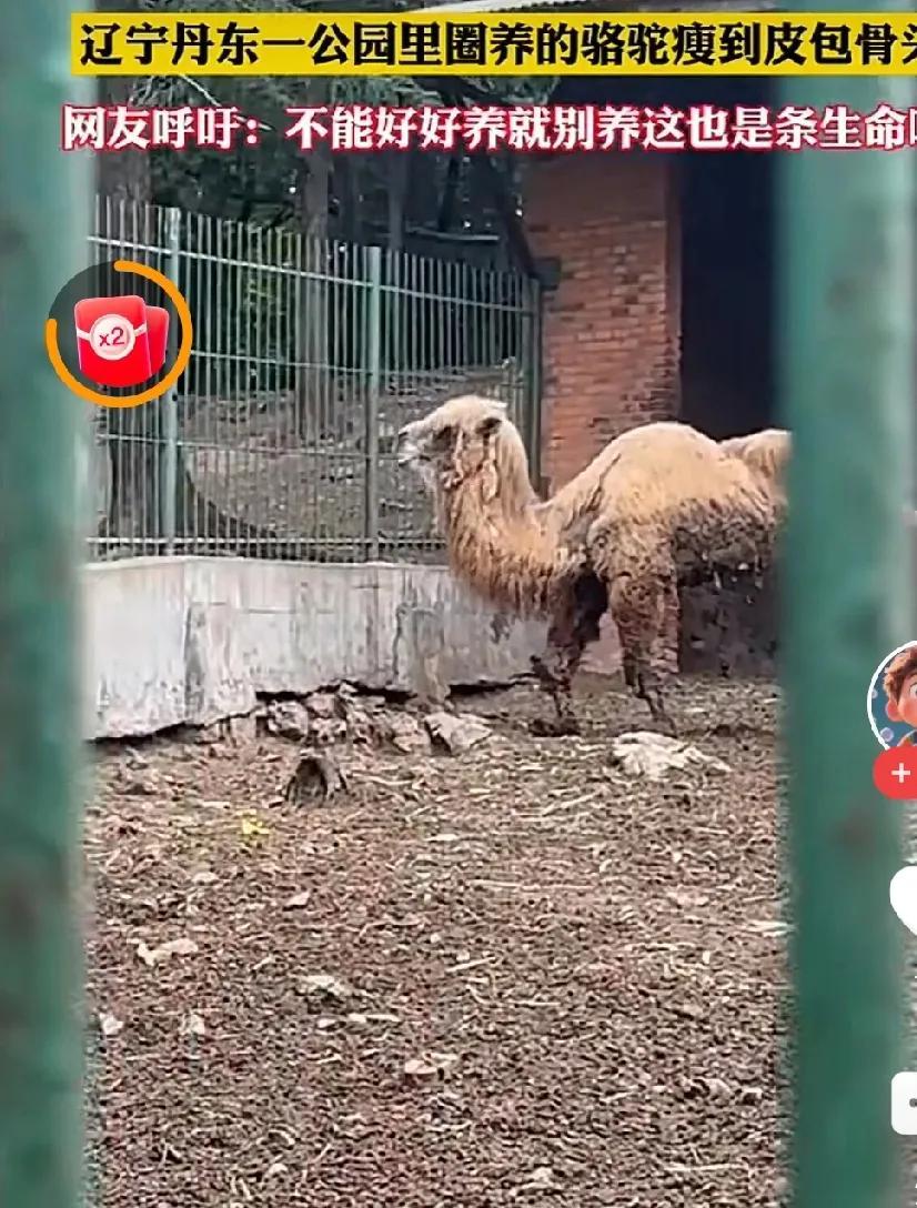 丹东出名了！这次是因为公园里的几只骆驼。有网友发视频，说丹东某个公园的骆驼，