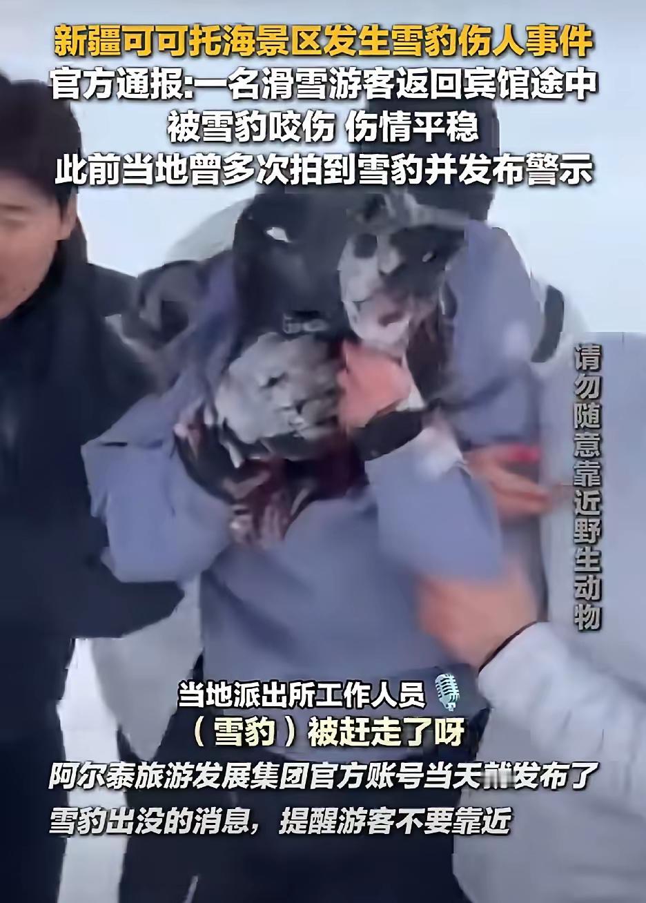 那只雪豹盯着她看了整整10分钟，才下嘴。​​1月23日，新疆可可托海景区发生