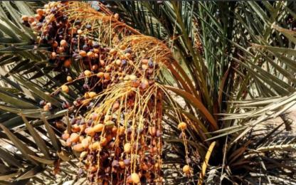 埃及在沙漠种植椰枣，改善了恶劣环境，甚至靠出口赚取了30亿，反观我国，2019年