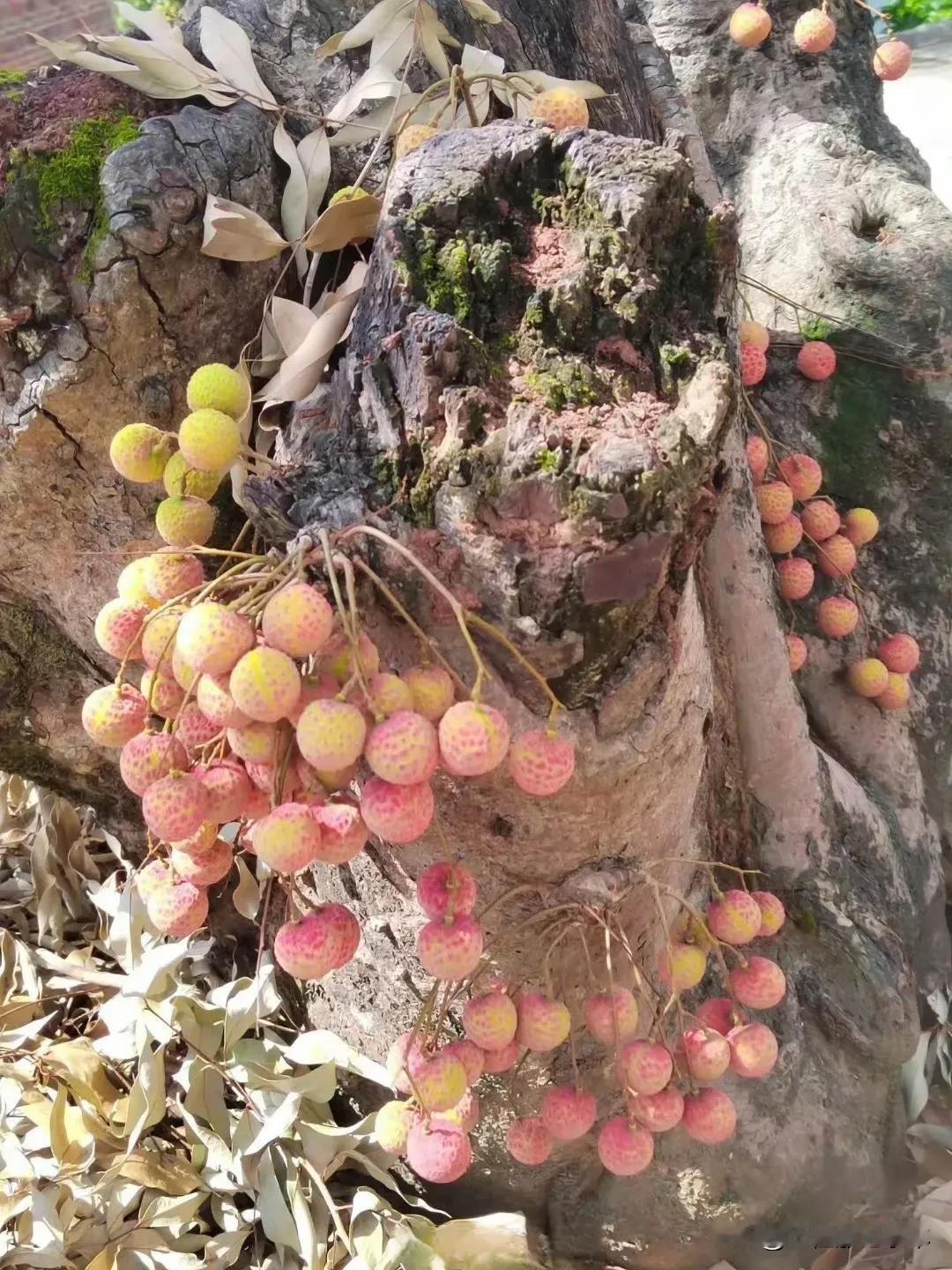 荔枝连树桩都能结这么多果子，产量这么高，搞不懂为啥还卖这么贵！我们这里最便宜的
