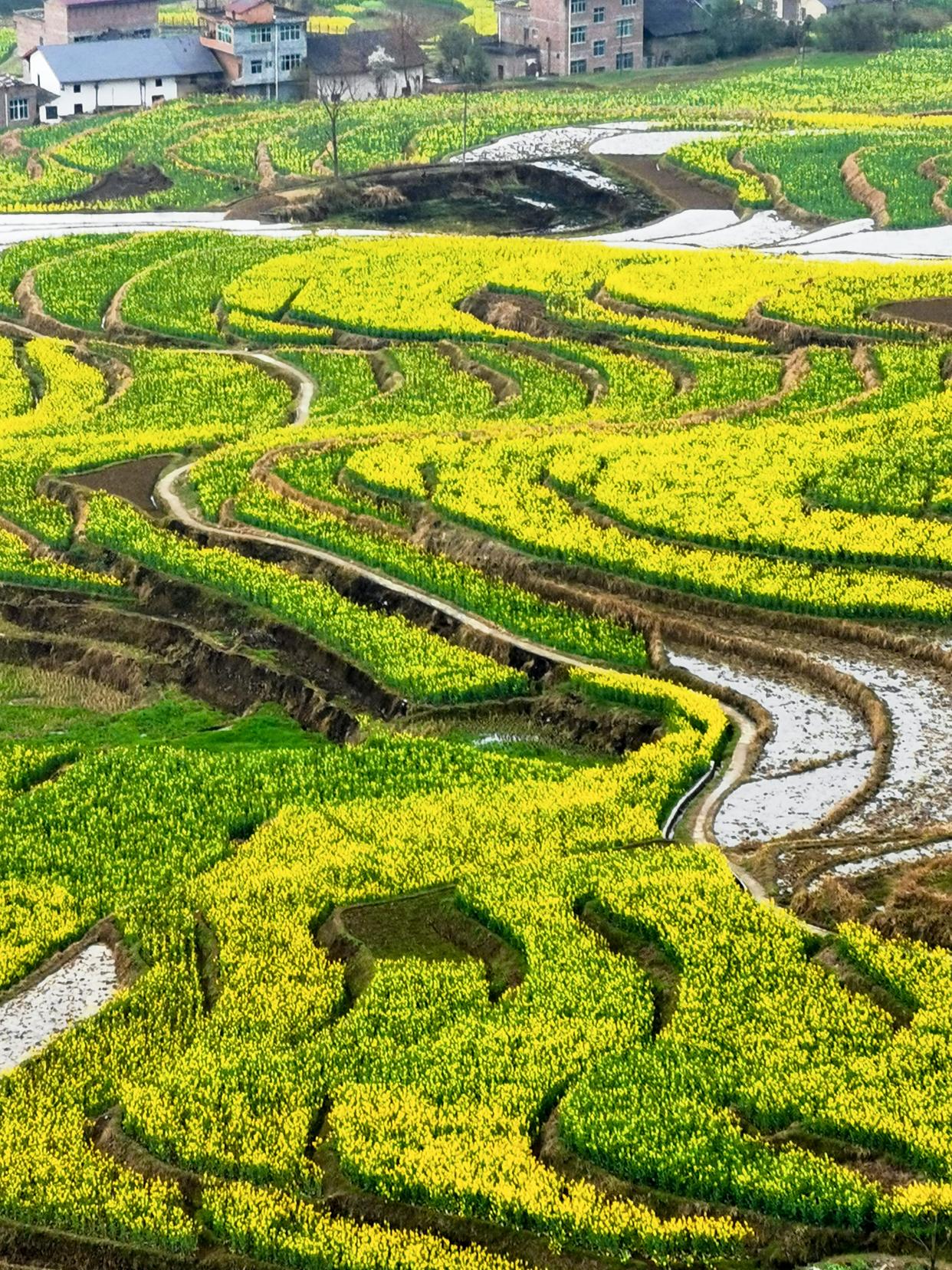 凤堰的春天是上帝打翻的调色盘，千亩梯田铺满金黄，古村炊烟袅袅，仿佛走进《航拍中国