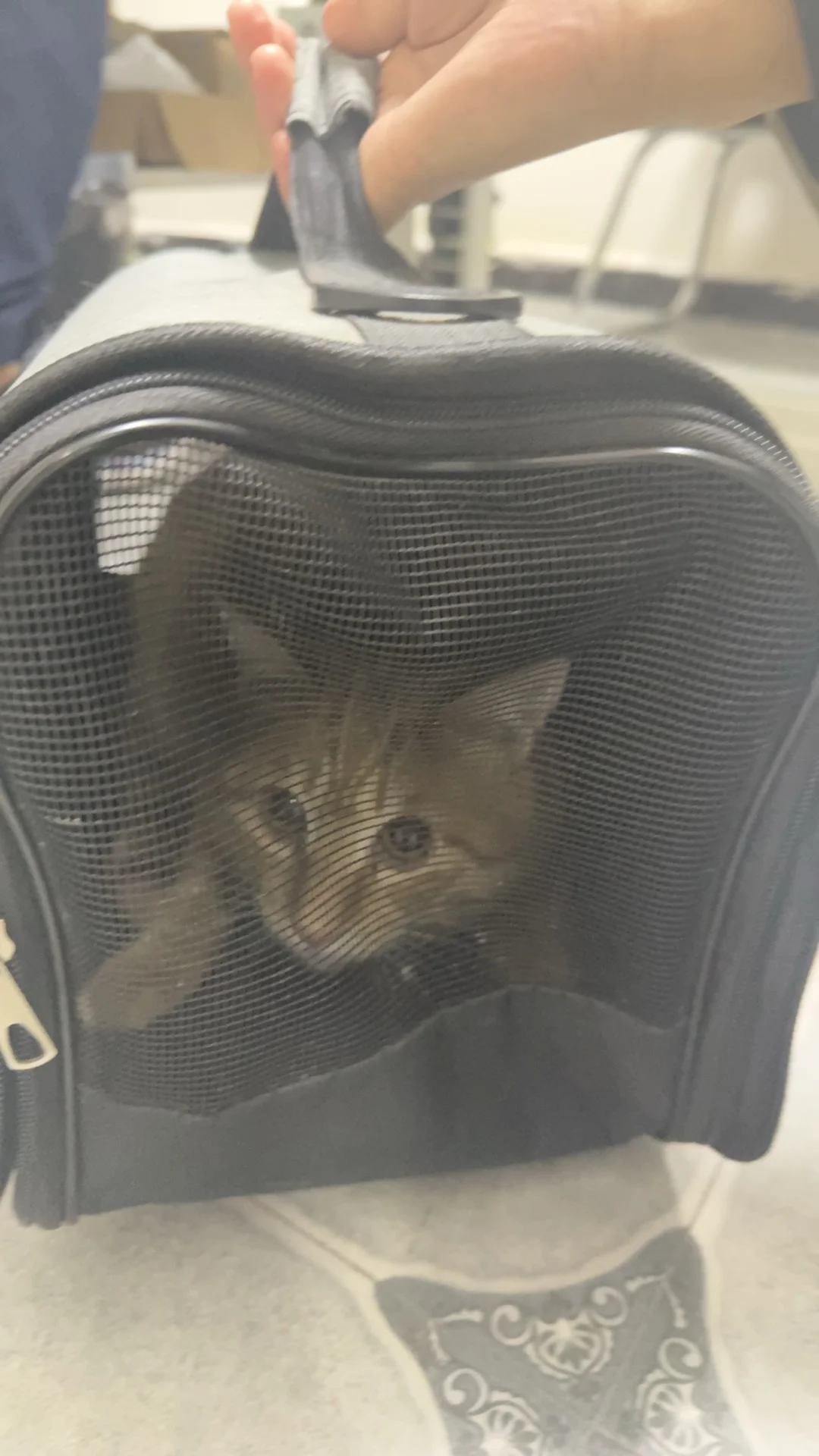 曾经想给它找一个家 差一点让它没了小命