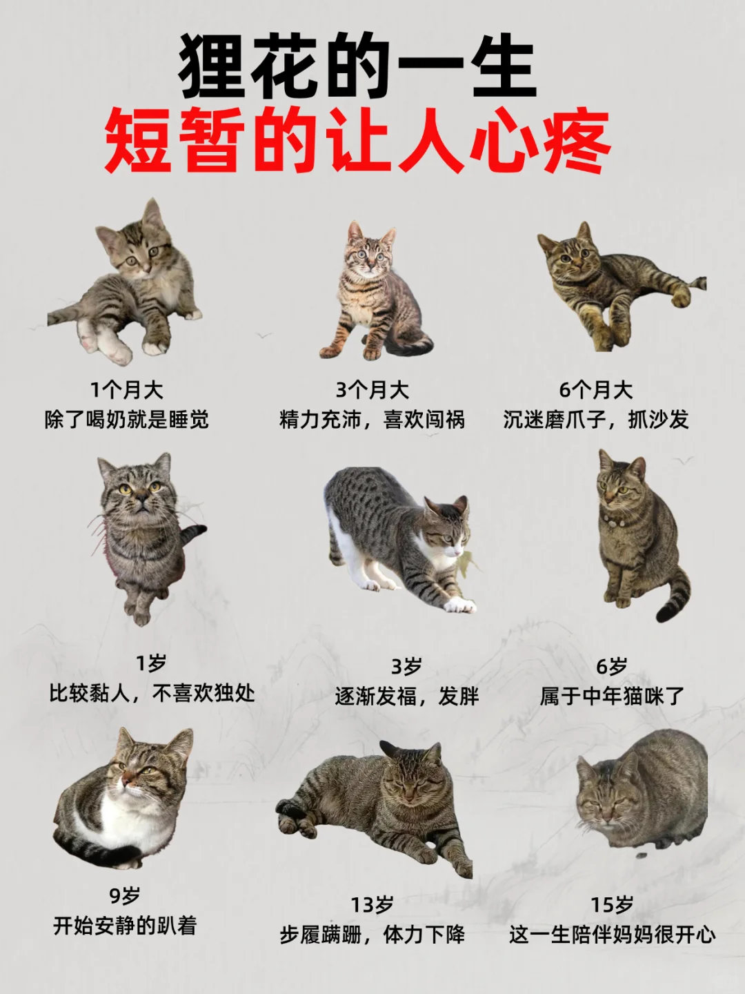 动物奇遇记动物奇趣狸花猫的一生好短呀！1个月奶猫团成毛球狂炫奶，3个月拆家小