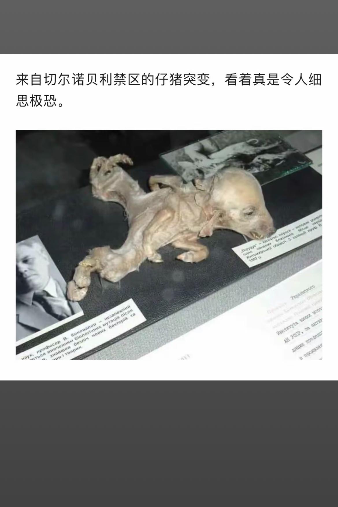 切尔诺贝利突变猪，细思极恐！😱🐷