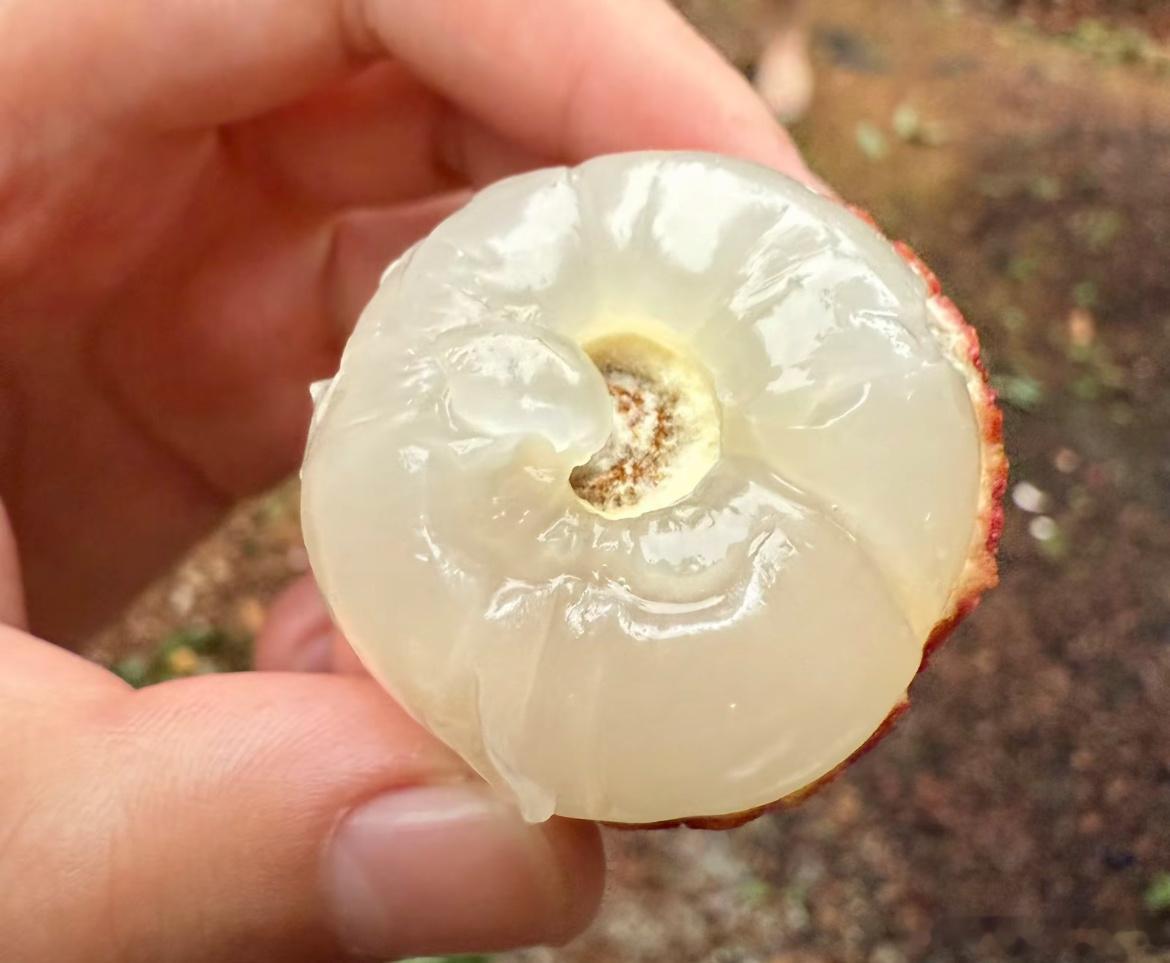 其实荔枝的颜色不能说明太多，有的品种它就是有点泛白，不是透明的 但是刚...