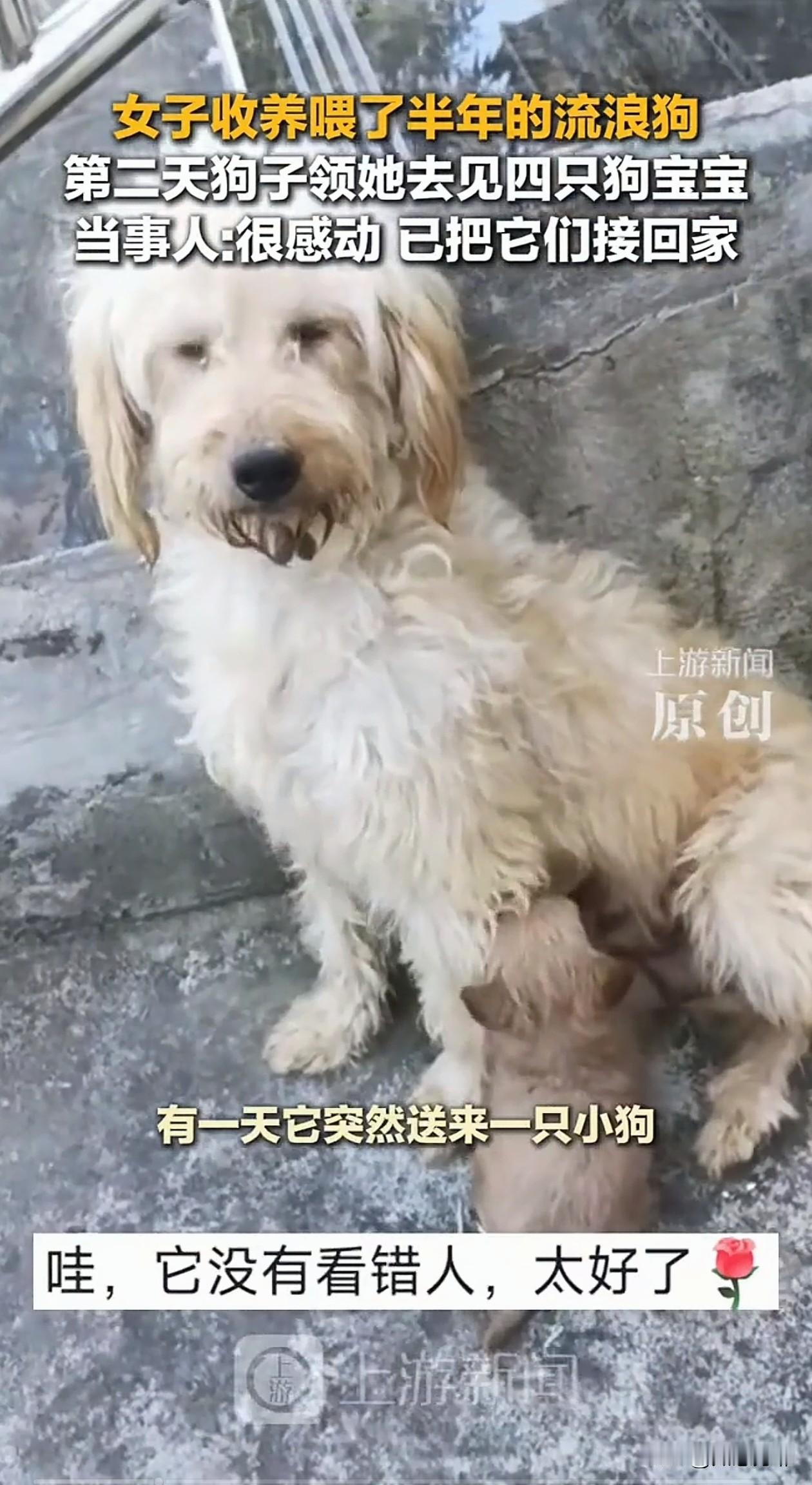 万物有灵！河南，女子发现一直投喂的流浪狗怀孕了，就开玩笑说了句：能不能以后送一只