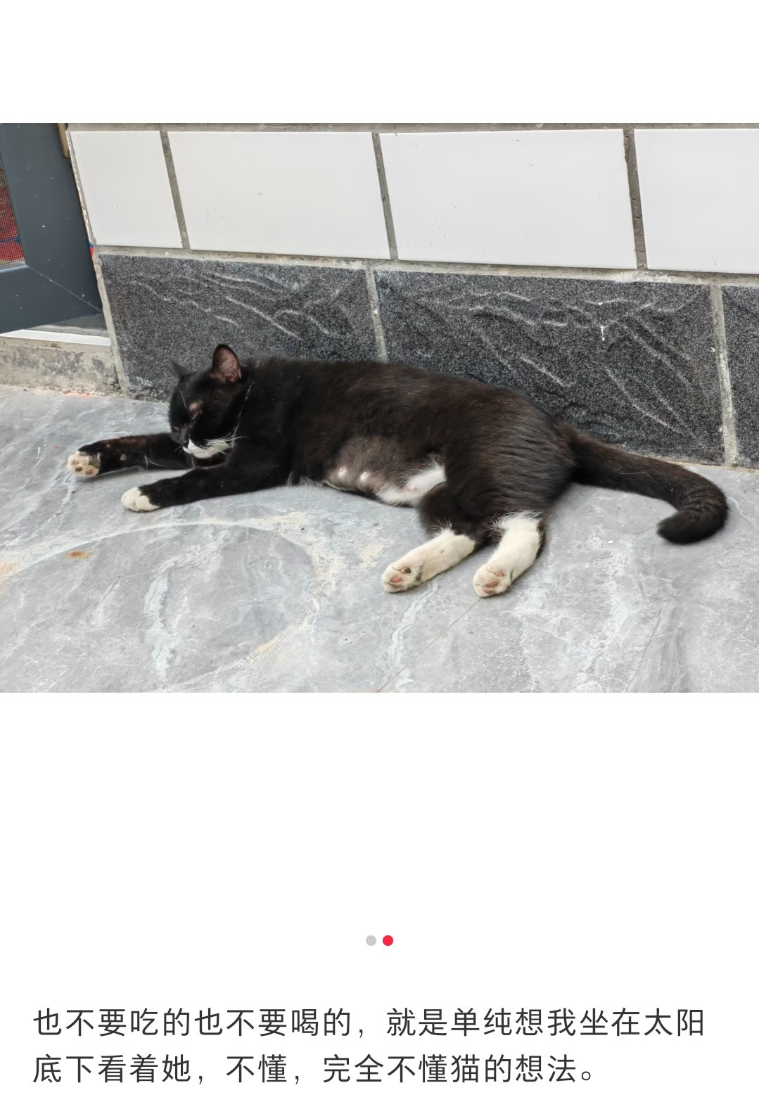 小猫咋这么需要情绪价值高需求小猫