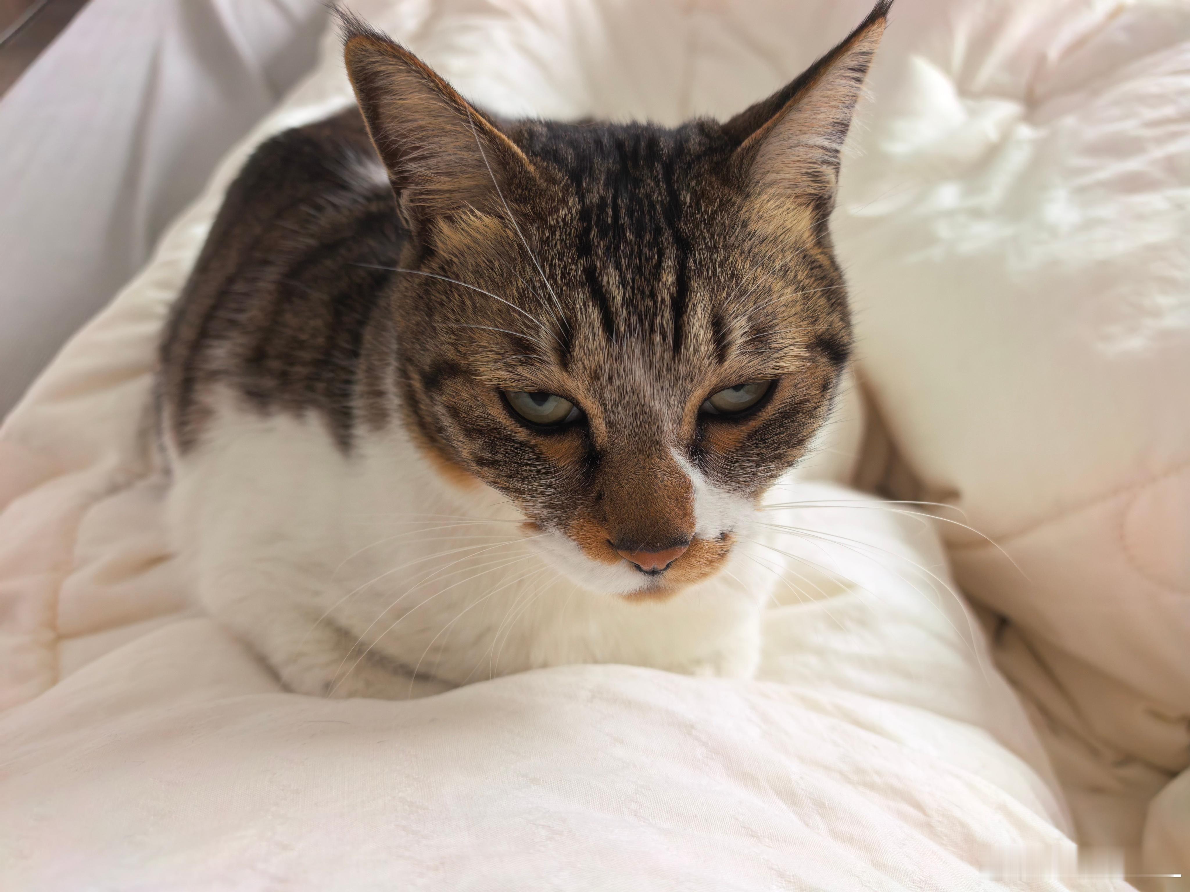 26年1月俄罗斯市场销量:1、拉达，19644台。2、长城，10729台。3、奇