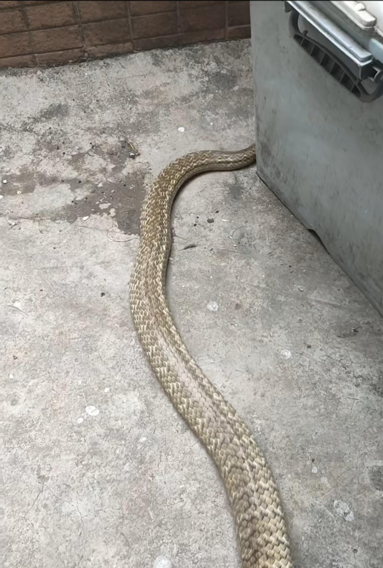 这么大的蛇跑到村民家里，确实挺吓人的，还好不是毒蛇，否则危险就大了！