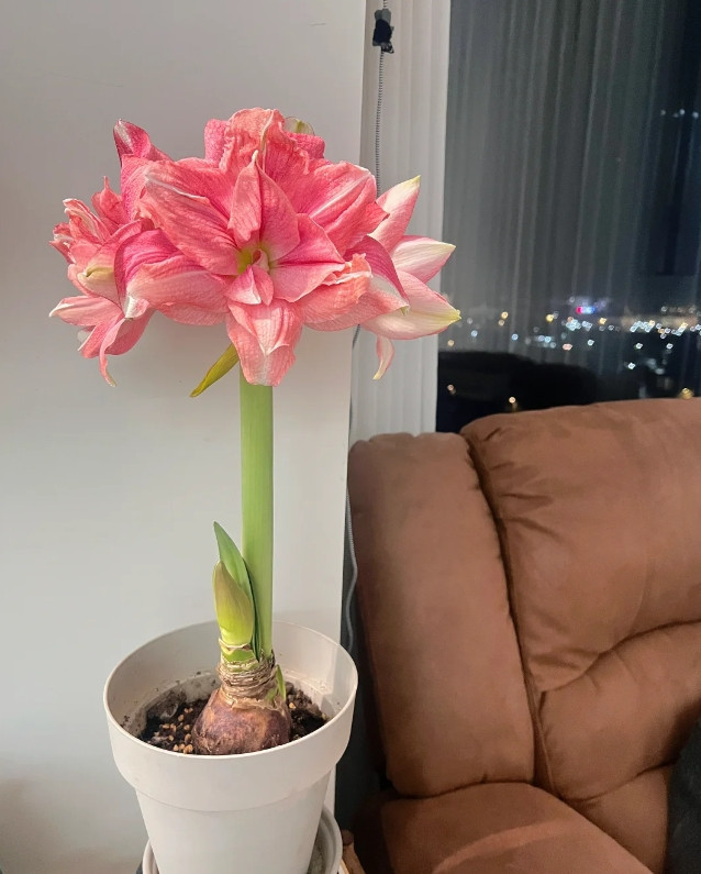 没想到这个花开了之后还是挺震撼的：朱顶红