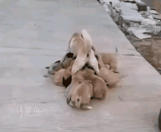 狗妈妈太可怜了，养了这么多狗宝宝，小时候看着好玩，长大真就不是好玩了，简直就是痛