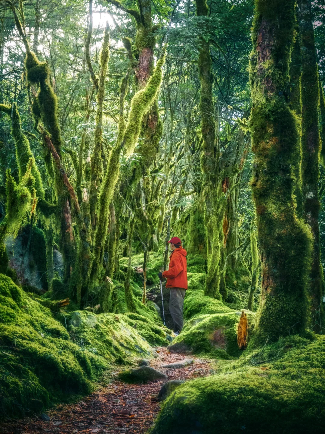 真不是Ai❗️迄今为止我徒步过最魔幻的森林！