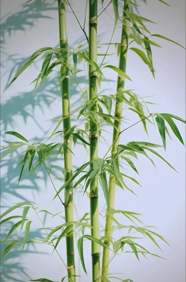 为何美国禁止种竹子，中国反而大量种植？开玩笑的说，因为美国没大熊猫，不需要竹