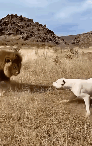 这狗和狮子打架实力有点悬殊呀，狗有点不明白自己的地位[捂脸哭][捂脸哭][捂脸哭]