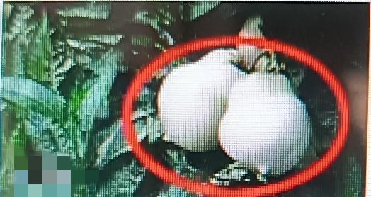 都说血糖难控制，其实吃对食物很关键。所谓的“血糖杀手”就是一些能控糖的食物。像苦