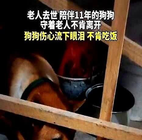 一女子发视频称，她的爷爷去世了，晚上十点给爷爷守灵时，女子发现爷爷养的狗子进房间