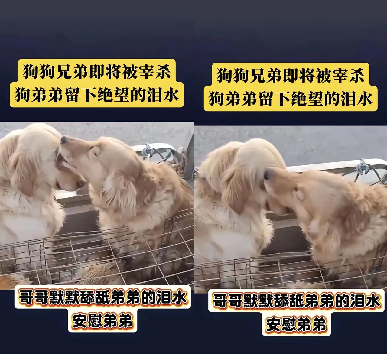 谁能想到，狗肉馆门口的一幕，竟让我看见最纯粹的深情与人性的温暖！即