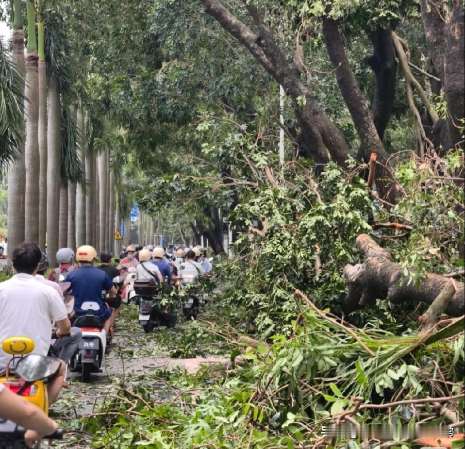 中秋节湛江体制内的就别想过节了！台风过境的湛江，断树封路、建筑坍塌，停水停