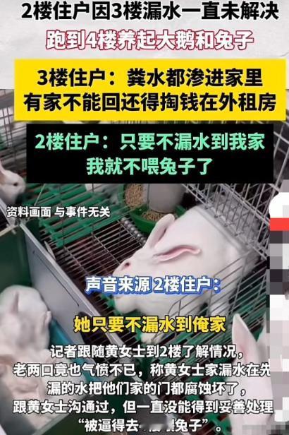 河南许昌，2楼因3楼漏水一直未解决，一怒之下跑到4楼养起大鹅和兔子。因为粪水都渗