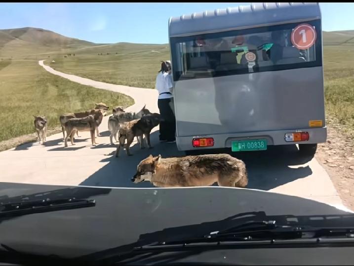 觉得狼不是被驯化，而是主动选择了顿顿有人喂的生活，青藏线上的网红狼，进化只用了一