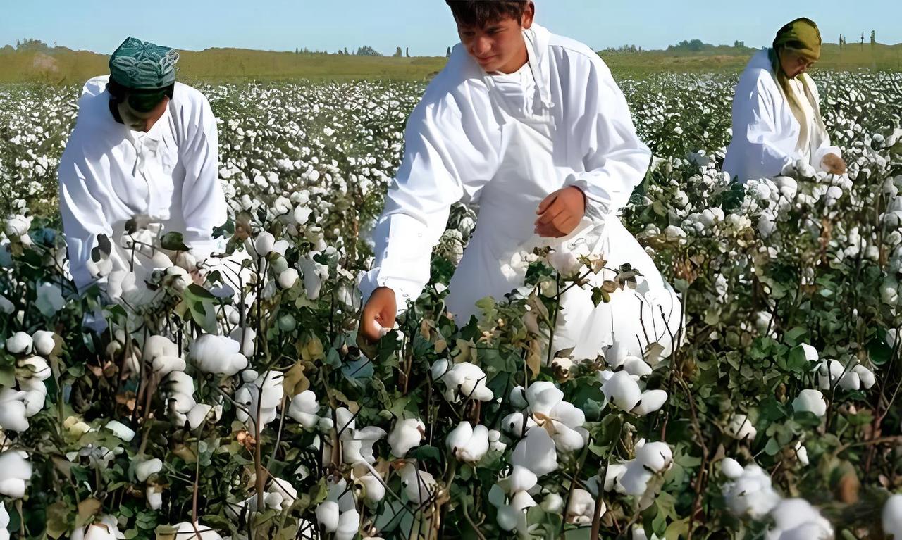 印度这是在搞什么操作？低价将棉花卖到中国，然后再高价买回去！关键印度对这样的行为