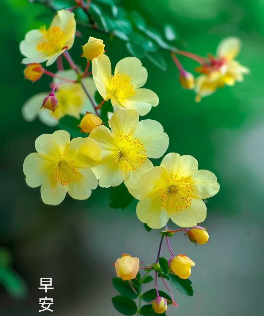 早上好，今天是9月6日星期六。网上听到一则消息，称赵勇这个赛季将带着张籽萱、陈