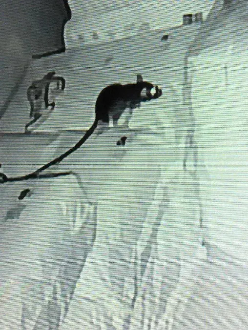 店里出现了老鼠，猫3天都没抓到，于是主人放监控给它们看.....​​​
