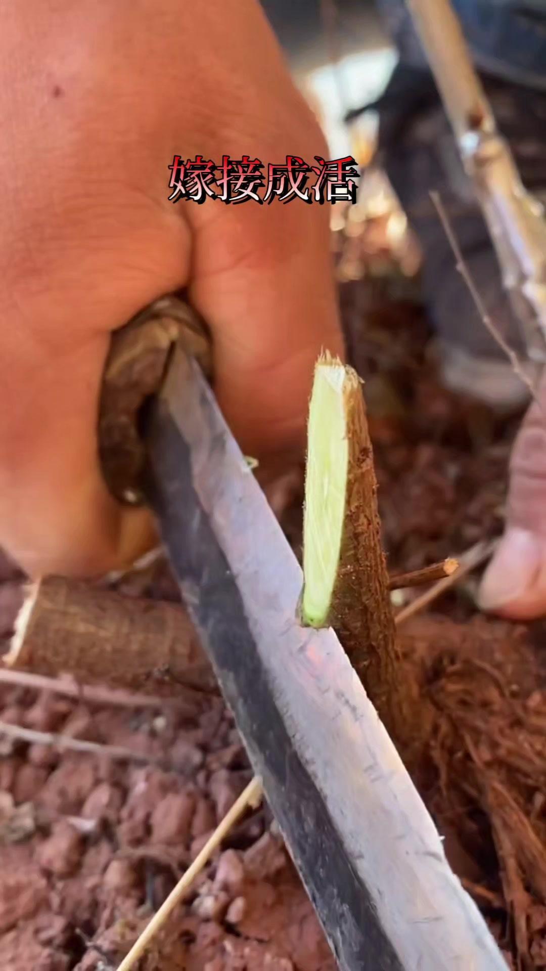 侧接嫁接技术，新手也能学会！🌱侧接是常用的果树嫁接方法，操作简单又实用。选好砧