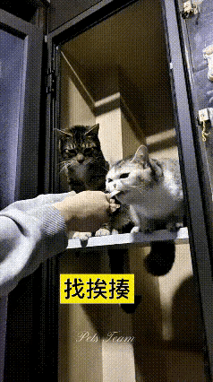 狸花猫也能输？这是把正在全神贯注吃猫条的三花猫惹急了，单掌就把狸花猫打的两条腿站