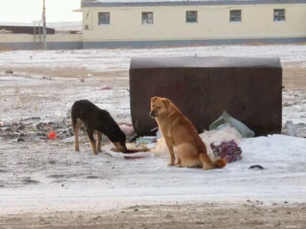 这是一张曾经的东北大笨狗和蒙古细犬同框的照片，看来东北大黄个头确实大。黄狗是东北