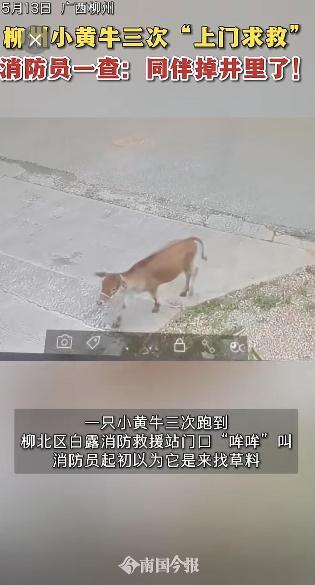 5月13日，广西柳州，小黄牛三次“上门求救”，消防员一查：同伴掉井里了！（记者：