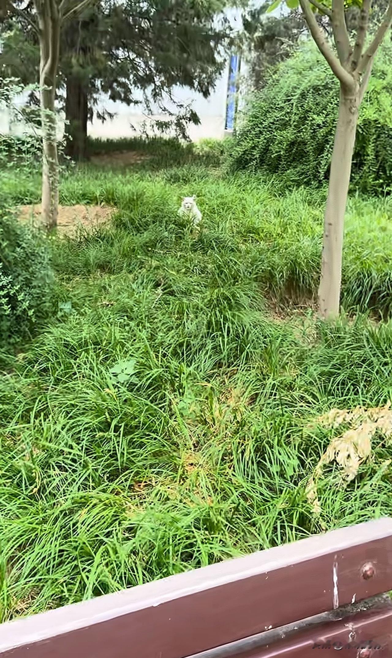 坐在草丛中的猫咪[惊恐][捂脸哭]它啥表情[笑着哭]