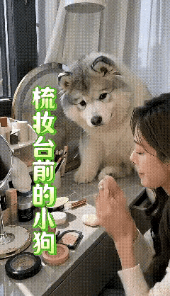 平常这个时间，主人早该带着狗狗出门遛弯了。此刻，狗狗眼巴巴地盼着。只见主人在梳妆