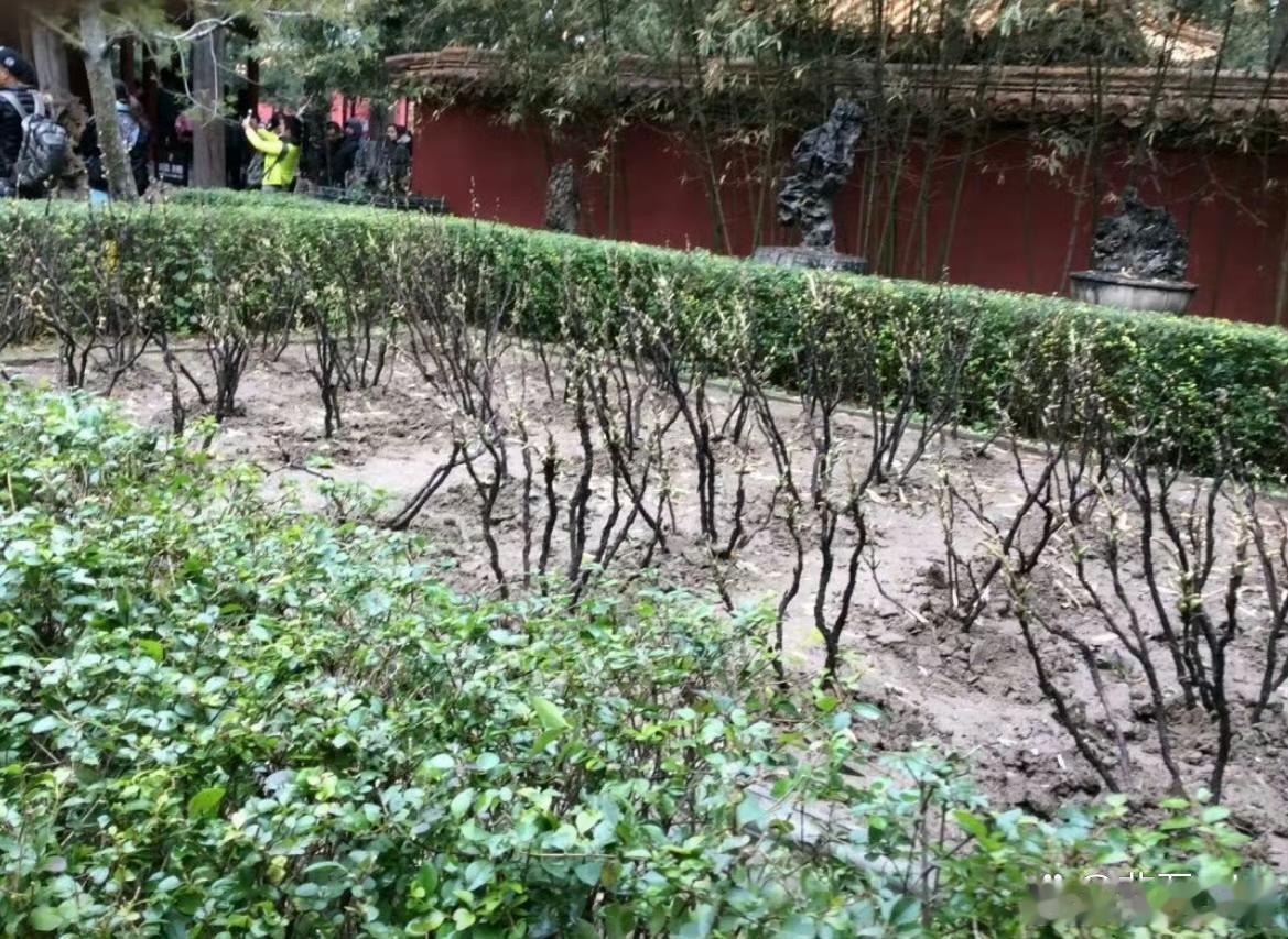 电视剧又骗我…原来古代没有人愿意进宫做妃子啊没人想穿越