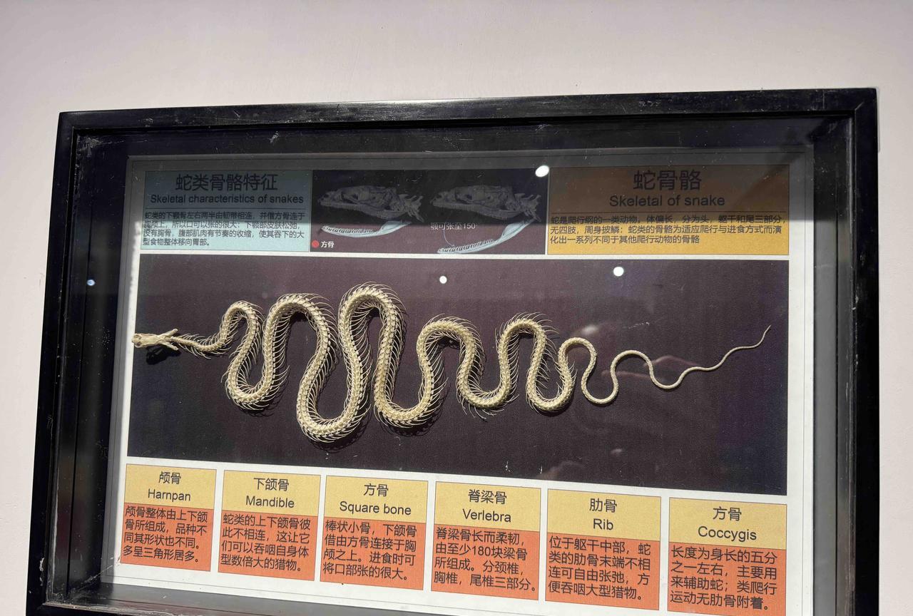 蛇类骨骼特征——活体昆虫博物馆