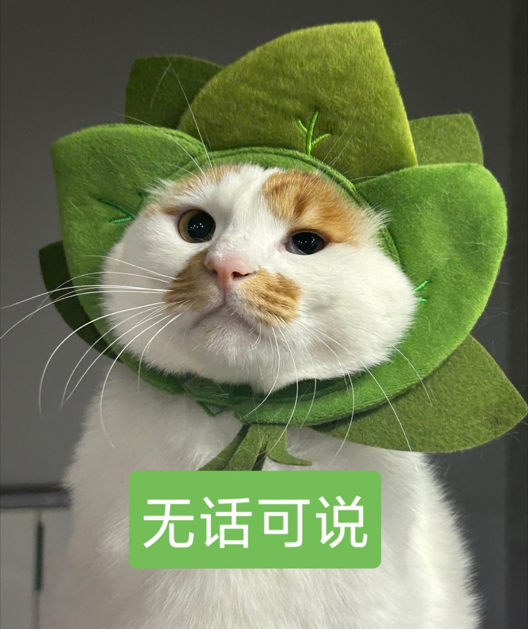 哈哈哈哈哈哈太形象了这个描述