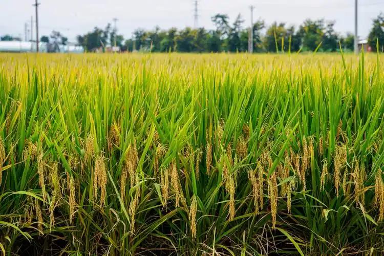 美国佬就一百多万公顷地，还专挑最肥的种、飞机撒种全机械化，咱们为了十四亿人的饭碗