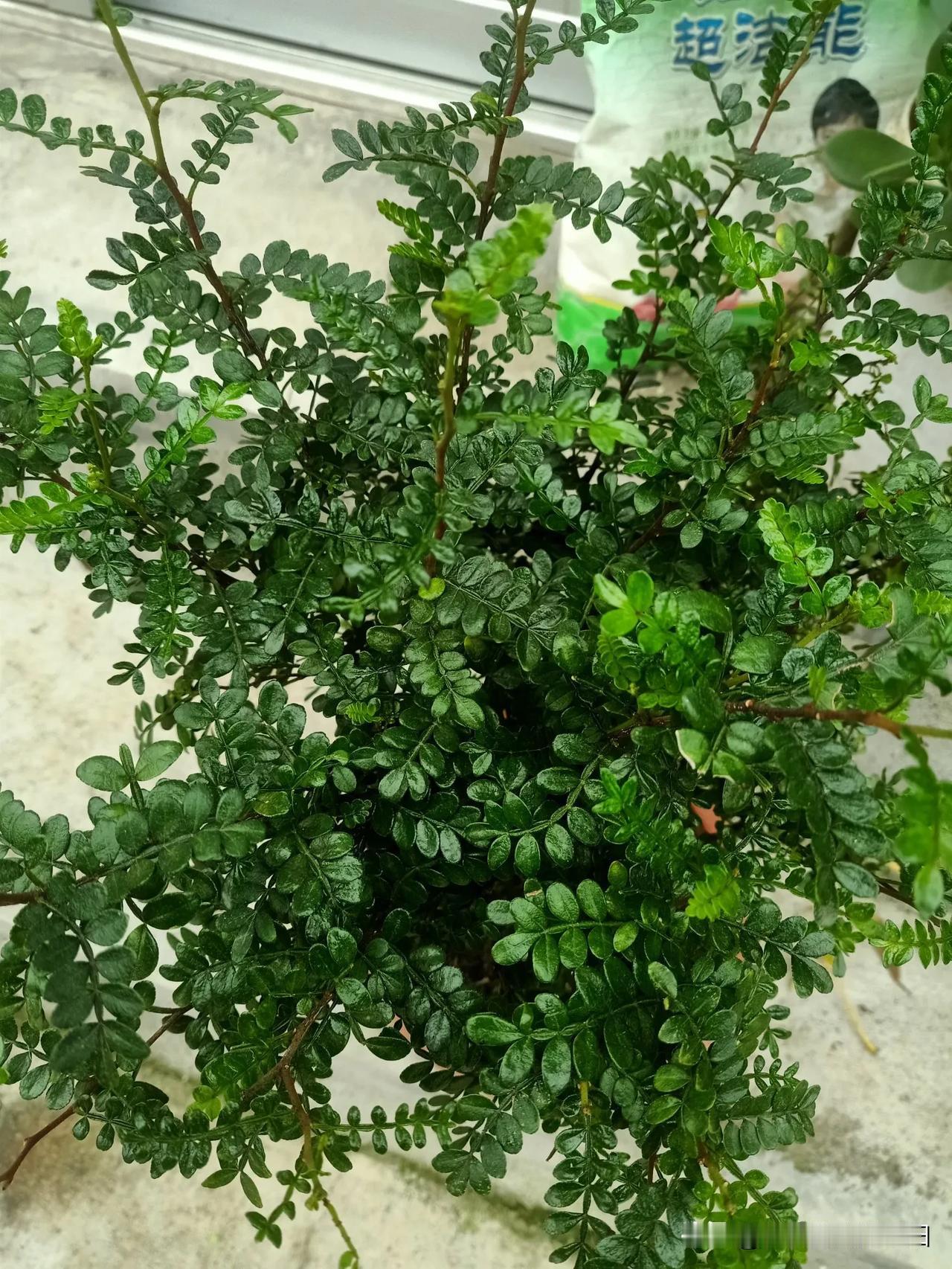 今日随手拍太美了