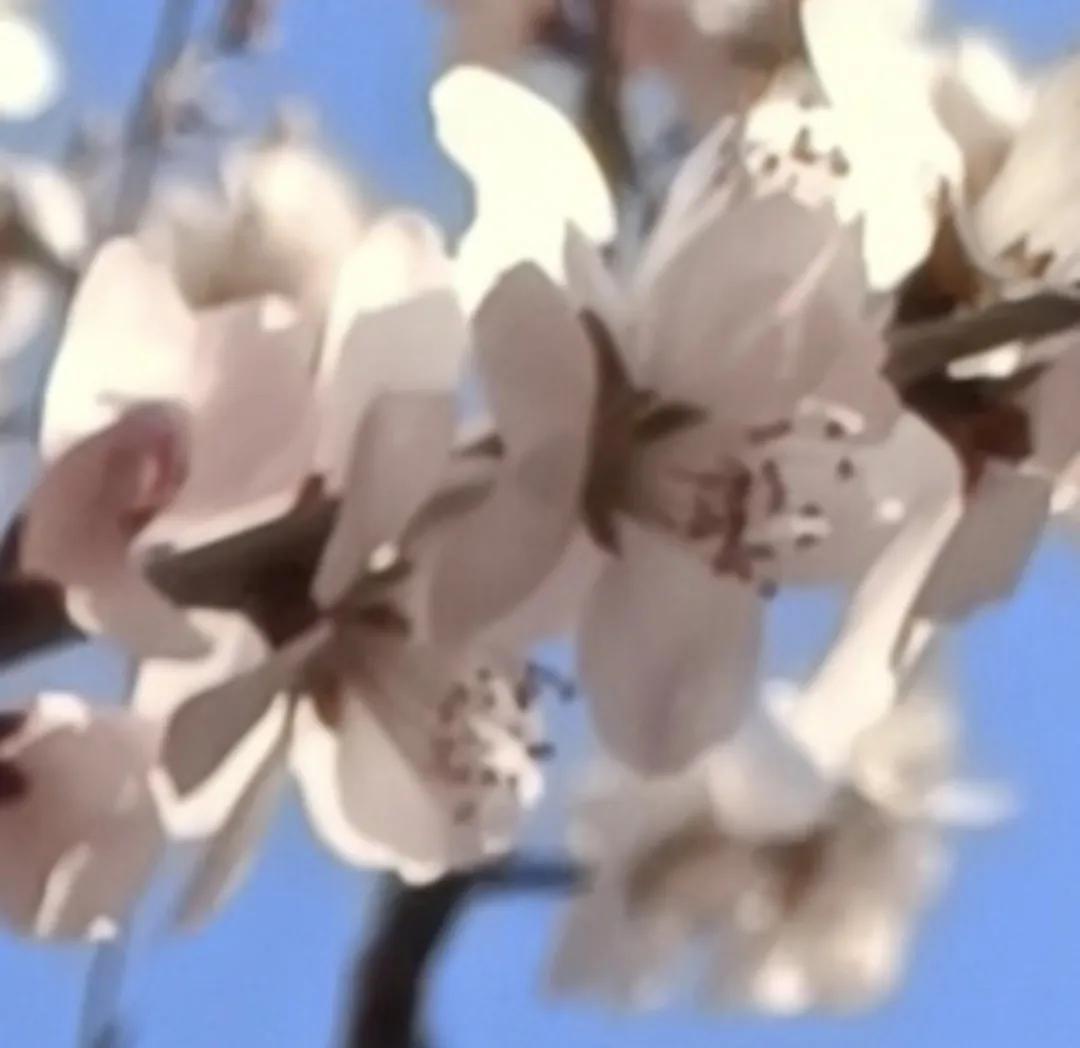 老叔头拍摄的花，和朋友们一起分享！