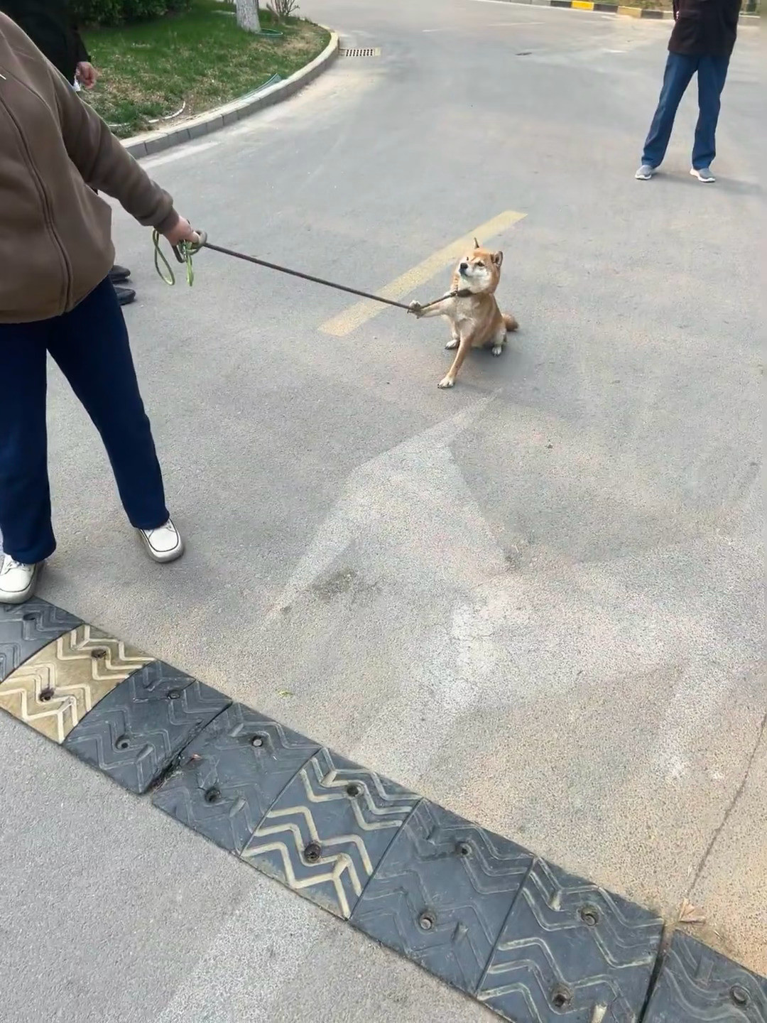 哈哈哈哈哈哈哈哈哈小区楼下的闹情绪的狗[笑着哭]​​​