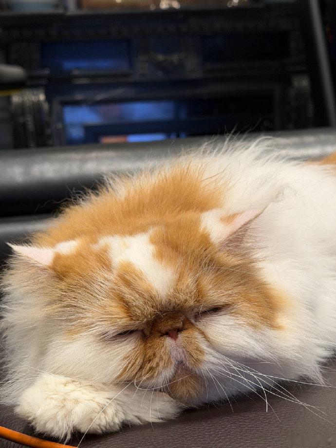 “鹿晗鹿晗对馒头操碎了心咱就说这个摇椅馒头到底什么来头？看给小鹿操心的